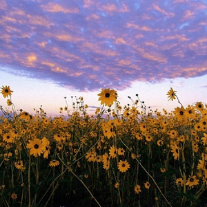 一本大道无码aV日韩精品
